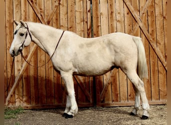 American Quarter Horse, Ruin, 13 Jaar, 155 cm, Palomino