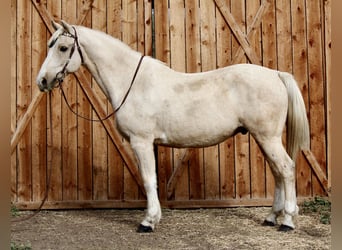 American Quarter Horse, Ruin, 13 Jaar, 155 cm, Palomino