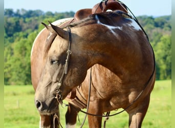 American Quarter Horse, Ruin, 13 Jaar, 155 cm