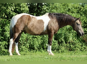 American Quarter Horse, Ruin, 13 Jaar, 155 cm
