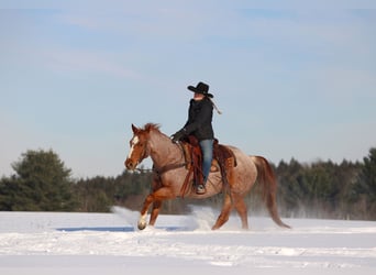 American Quarter Horse, Ruin, 13 Jaar, 155 cm, Roan-Red
