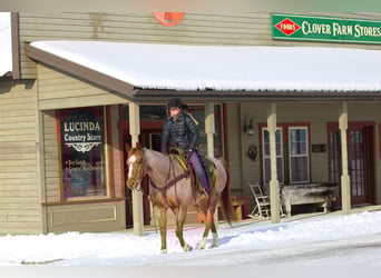 American Quarter Horse, Ruin, 13 Jaar, 155 cm, Roan-Red