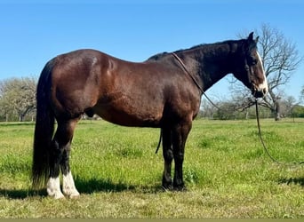 American Quarter Horse, Ruin, 13 Jaar, 155 cm, Roodbruin