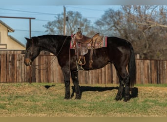 American Quarter Horse, Ruin, 13 Jaar, 155 cm, Zwart