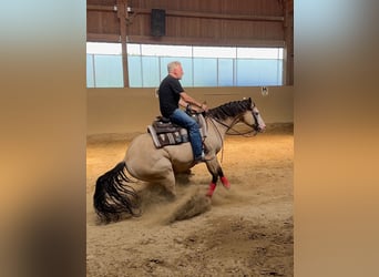 American Quarter Horse, Ruin, 13 Jaar, 156 cm, Buckskin