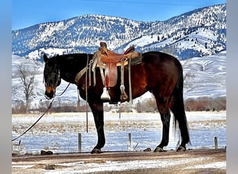 American Quarter Horse, Ruin, 13 Jaar, 157 cm, Brauner