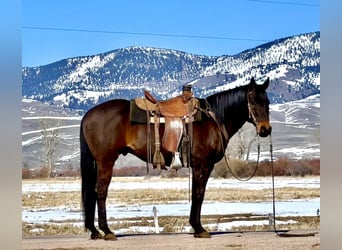 American Quarter Horse, Ruin, 13 Jaar, 157 cm, Brauner