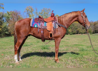 American Quarter Horse, Ruin, 13 Jaar, 157 cm, Donkere-vos