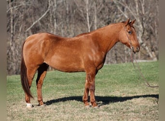 American Quarter Horse, Ruin, 13 Jaar, 157 cm, Falbe