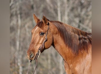 American Quarter Horse, Ruin, 13 Jaar, 157 cm, Falbe