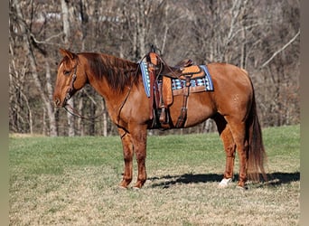 American Quarter Horse, Ruin, 13 Jaar, 157 cm, Falbe