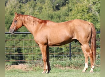 American Quarter Horse, Ruin, 13 Jaar, 157 cm, Falbe