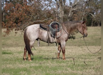 American Quarter Horse, Ruin, 13 Jaar, 157 cm, Roan-Red