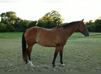 American Quarter Horse, Ruin, 13 Jaar, 157 cm, Roodbruin