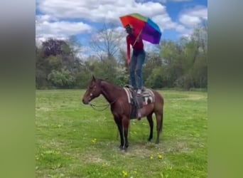 American Quarter Horse, Ruin, 13 Jaar, 157 cm, Roodbruin