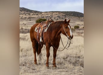 American Quarter Horse, Ruin, 13 Jaar, 157 cm, Roodvos