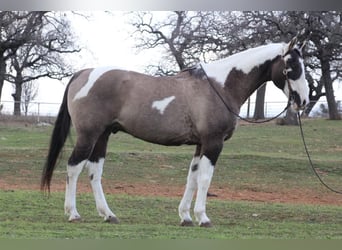 American Quarter Horse, Ruin, 13 Jaar, 157 cm, Tobiano-alle-kleuren