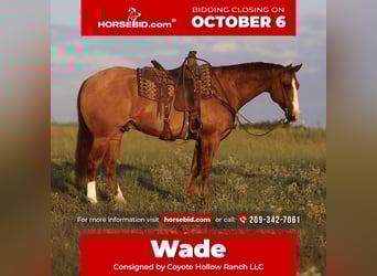 American Quarter Horse, Ruin, 13 Jaar, 160 cm, Falbe