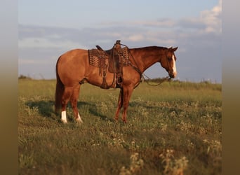 American Quarter Horse, Ruin, 13 Jaar, 160 cm, Falbe