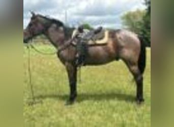 American Quarter Horse, Ruin, 13 Jaar, 160 cm, Roan-Bay