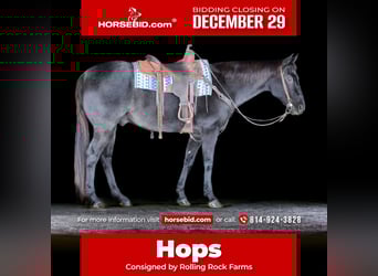 American Quarter Horse, Ruin, 13 Jaar, 160 cm, Roan-Blue