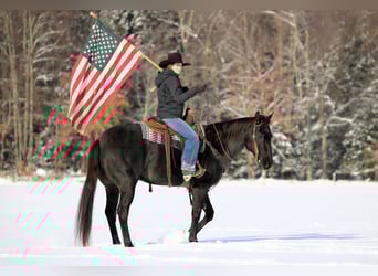 American Quarter Horse, Ruin, 13 Jaar, 160 cm, Roan-Blue