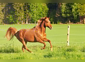 American Quarter Horse, Ruin, 13 Jaar, 162 cm, Vos
