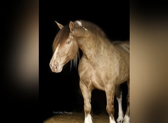 American Quarter Horse, Ruin, 13 Jaar, 163 cm, Champagne