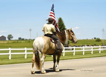 American Quarter Horse, Ruin, 13 Jaar, 163 cm, Champagne