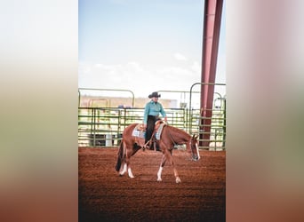 American Quarter Horse, Ruin, 13 Jaar, 163 cm, Roodvos