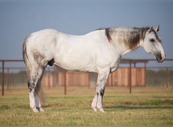 American Quarter Horse, Ruin, 13 Jaar, 163 cm, Schimmel