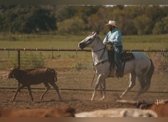 American Quarter Horse, Ruin, 13 Jaar, 163 cm, Schimmel
