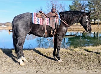 American Quarter Horse, Ruin, 13 Jaar, 165 cm, Roan-Blue