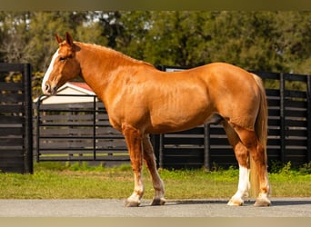 American Quarter Horse, Ruin, 13 Jaar, 168 cm, Donkere-vos