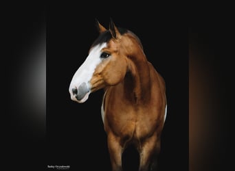 American Quarter Horse, Ruin, 13 Jaar, 168 cm, Overo-alle-kleuren