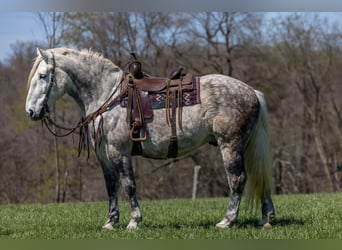 American Quarter Horse, Ruin, 13 Jaar, 173 cm, Appelschimmel