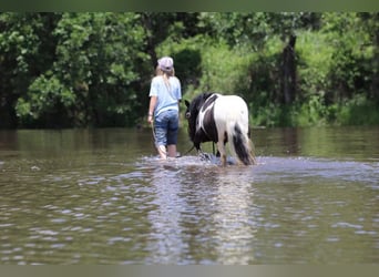 American Quarter Horse, Ruin, 13 Jaar, 91 cm, Tobiano-alle-kleuren