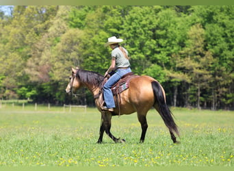 American Quarter Horse, Ruin, 13 Jaar, Buckskin