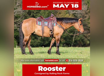 American Quarter Horse, Ruin, 13 Jaar, Buckskin