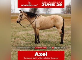 American Quarter Horse, Ruin, 13 Jaar, Buckskin