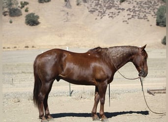 American Quarter Horse, Ruin, 13 Jaar, Donkere-vos