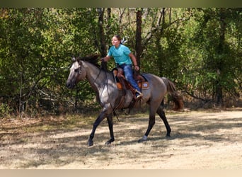 American Quarter Horse, Ruin, 13 Jaar, Grullo