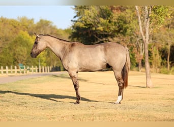 American Quarter Horse, Ruin, 13 Jaar, Grullo