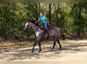 American Quarter Horse, Ruin, 13 Jaar, Grullo