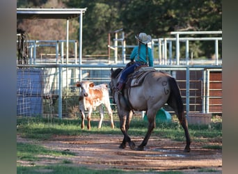 American Quarter Horse, Ruin, 13 Jaar, Grullo