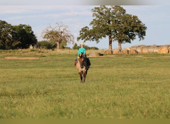 American Quarter Horse, Ruin, 13 Jaar, Grullo