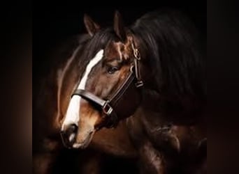 American Quarter Horse, Ruin, 13 Jaar, Roan-Bay