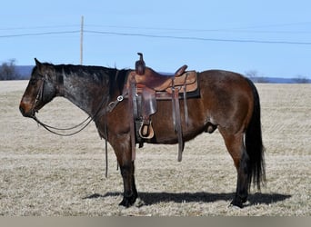 American Quarter Horse, Ruin, 13 Jaar, Roan-Bay