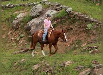 American Quarter Horse, Ruin, 13 Jaar, Roan-Red