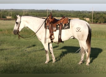 American Quarter Horse, Ruin, 13 Jaar, Schimmel